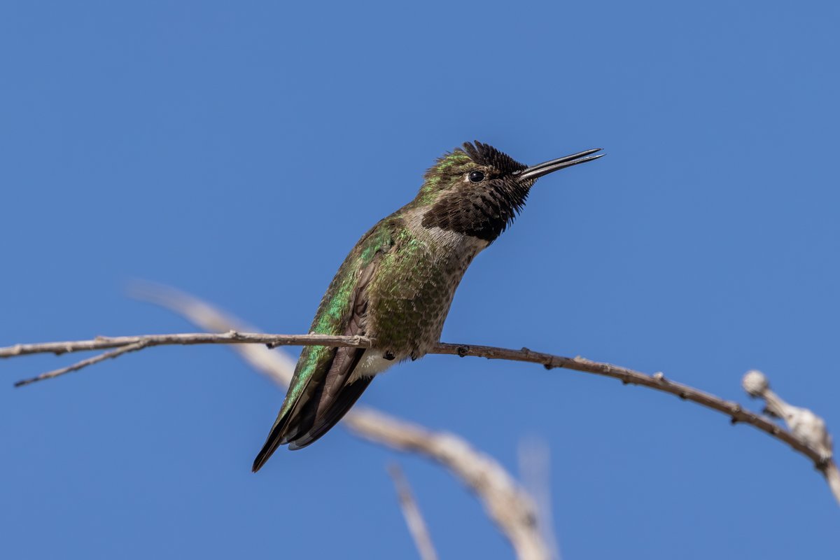 Anna's Hummingbird
