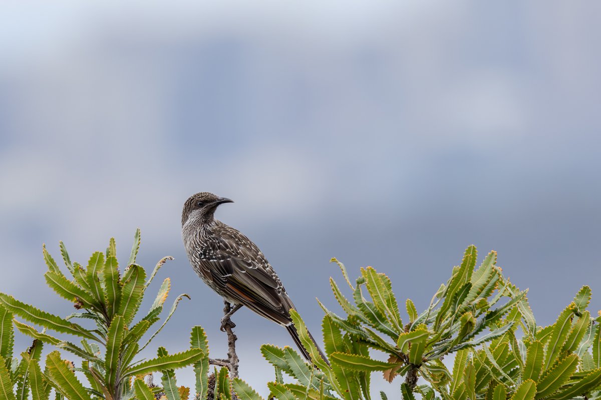 Little Wattlebird