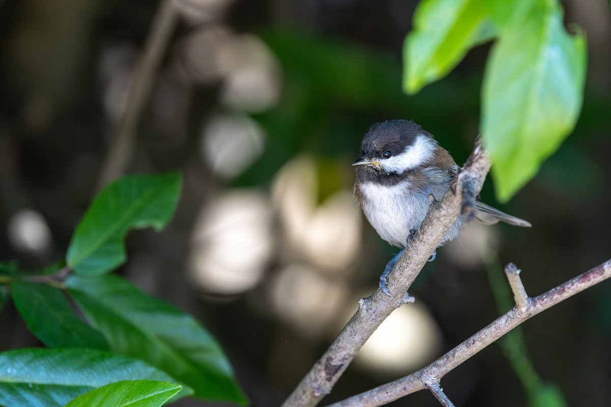 Chestnut-backed Chickadee