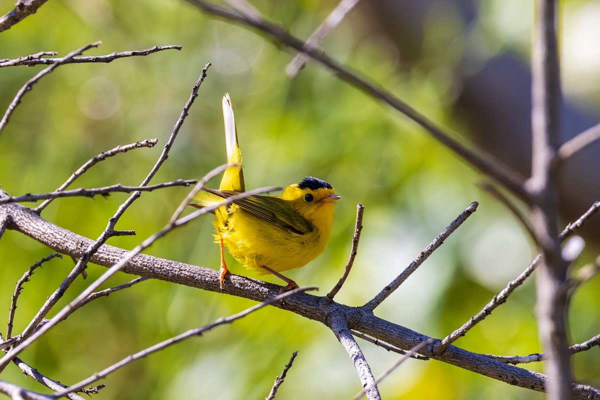Wilson's Warbler