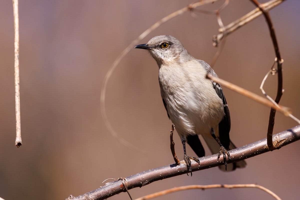 Northern Mockingbird