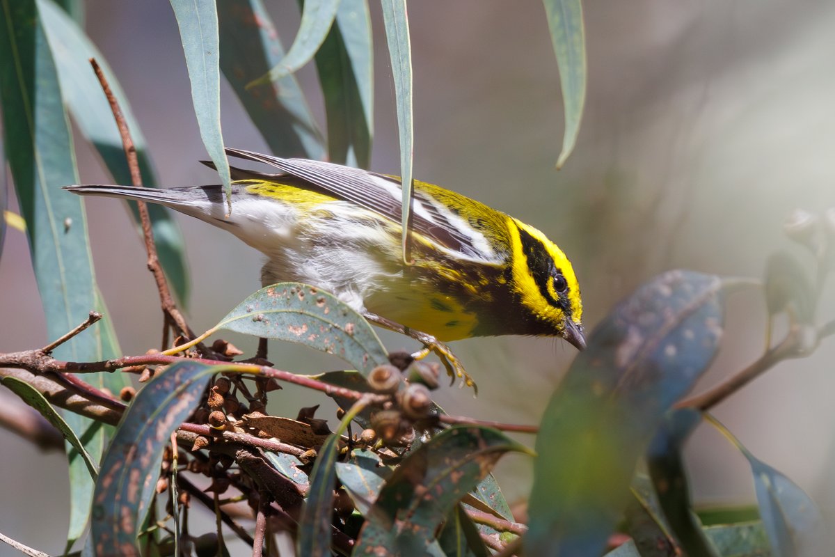 Townsend's Warbler