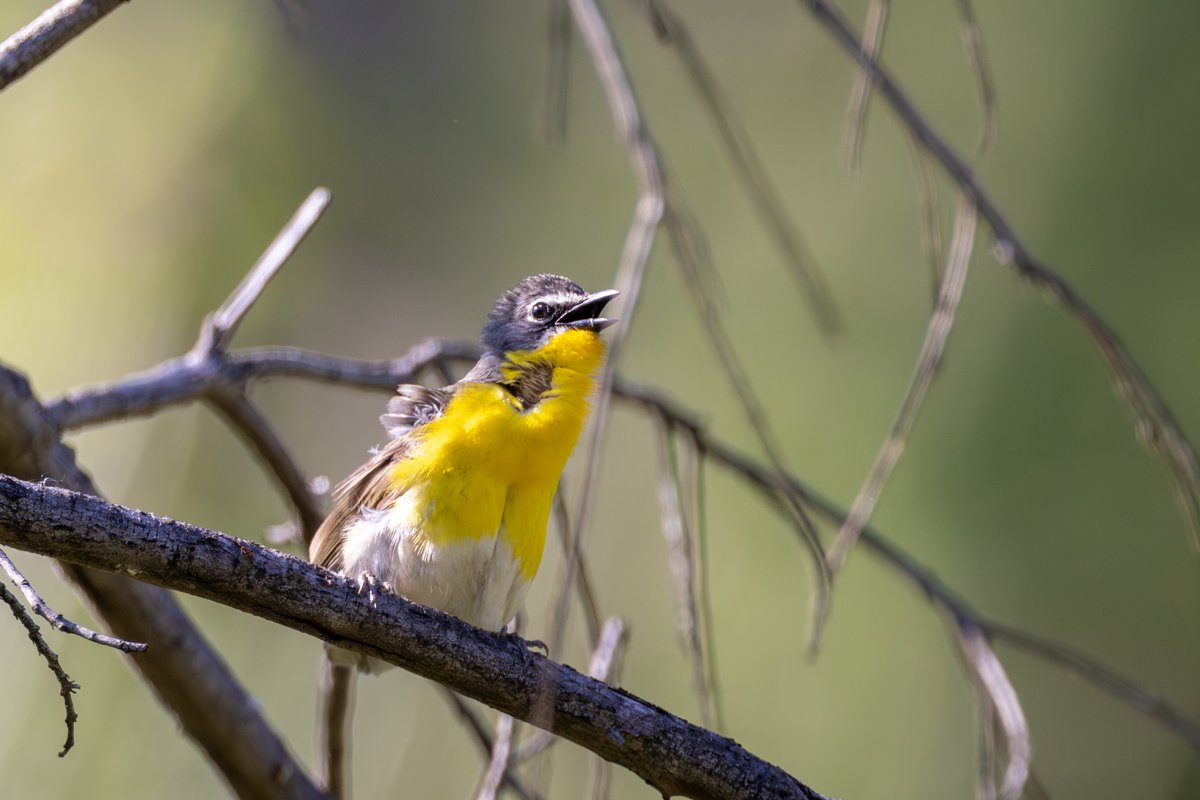Yellow-breasted Chat