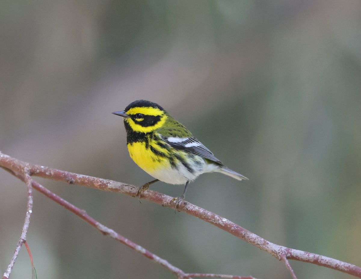 Townsend's Warbler