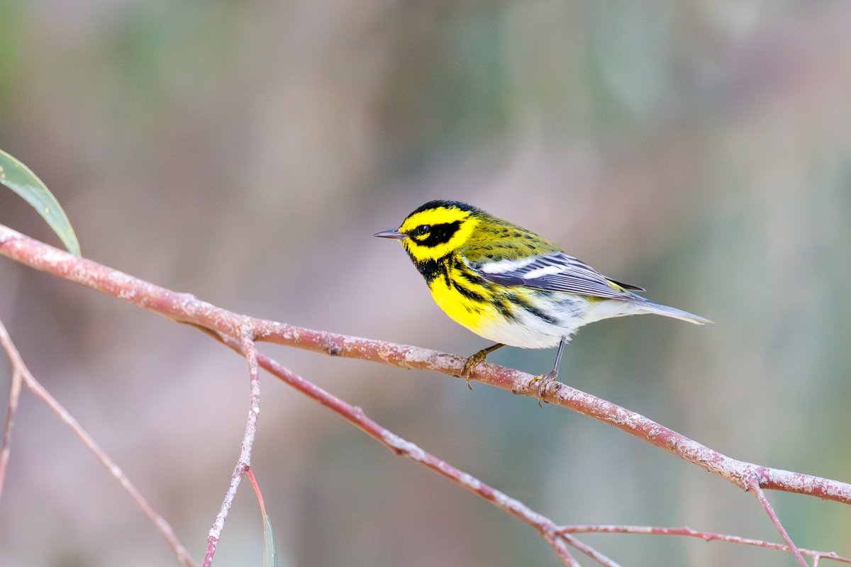 Townsend's Warbler