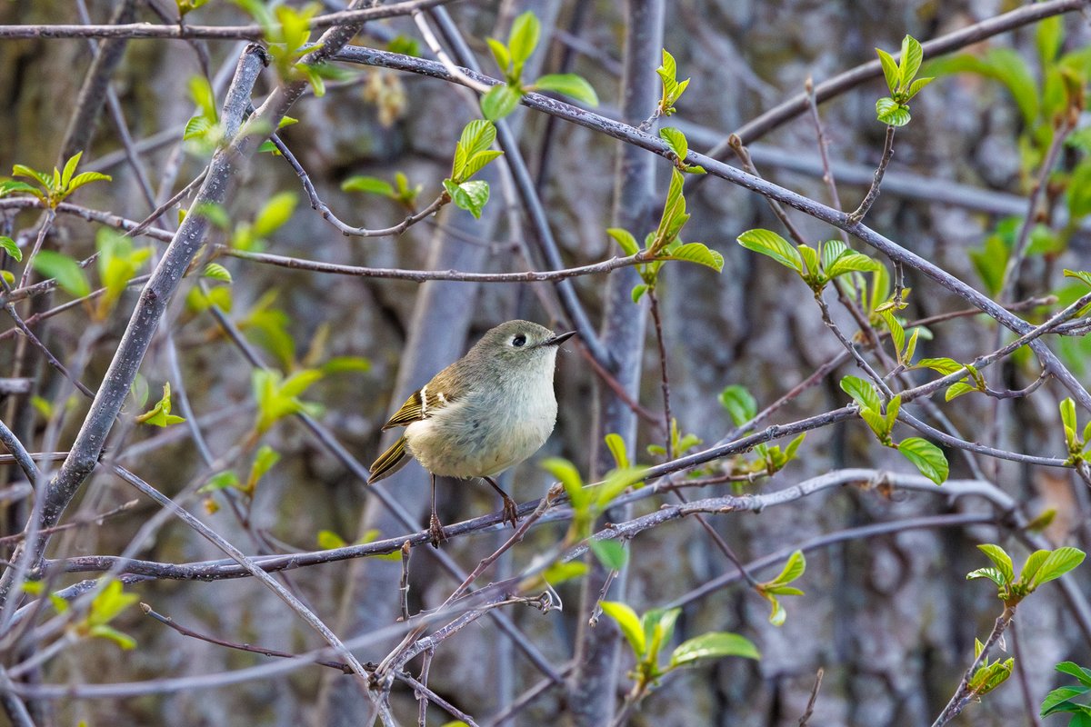 Ruby-crowned Kinglet