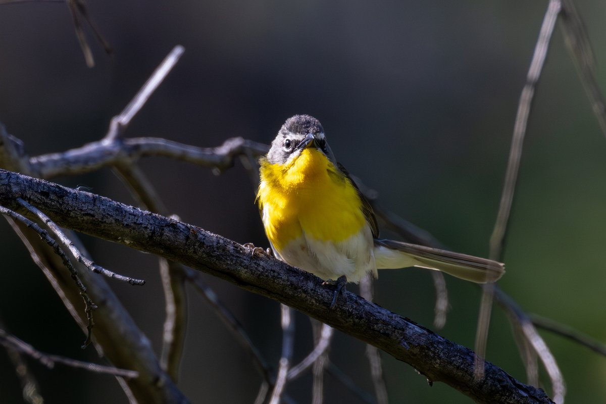 Yellow-breasted Chat