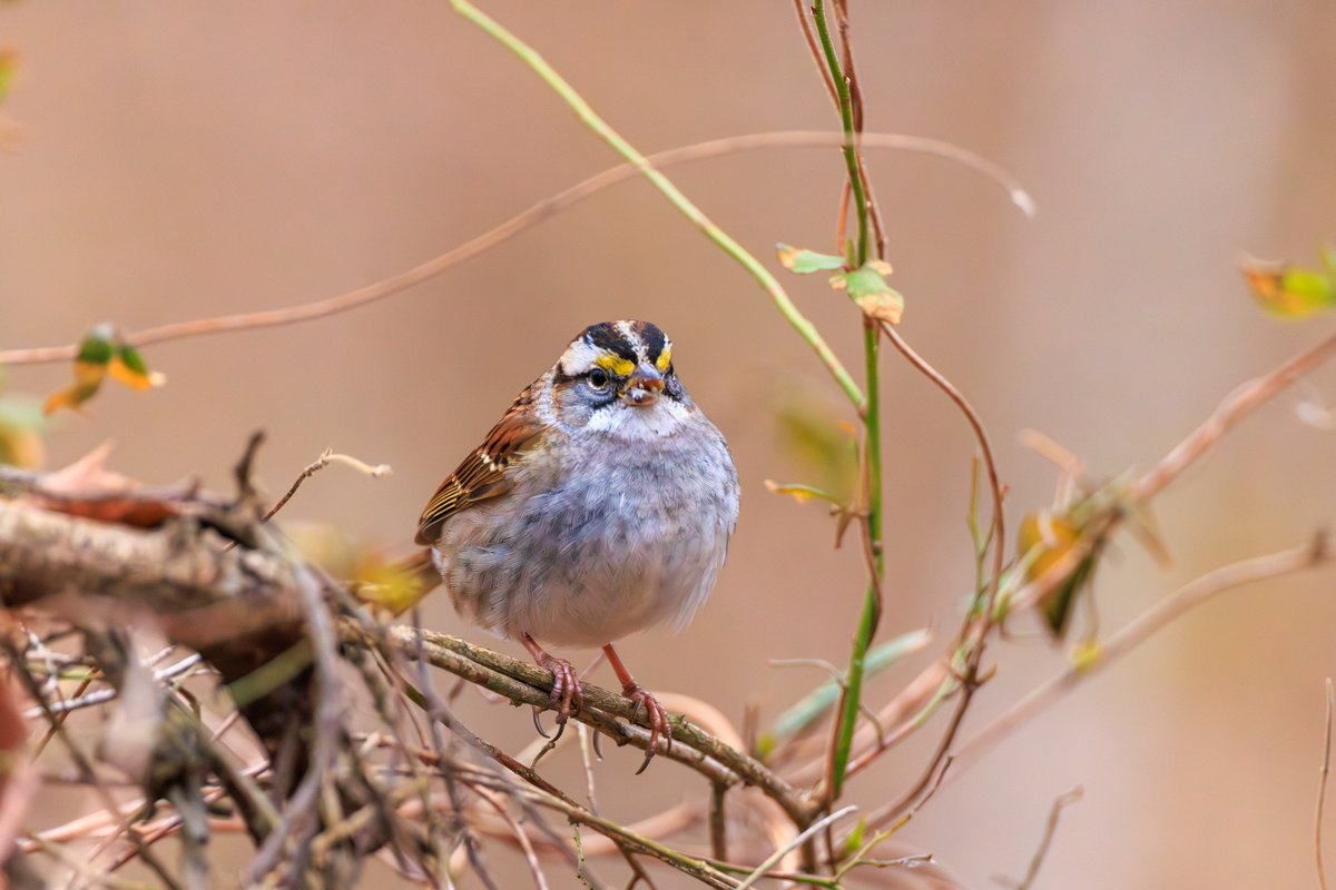 White-throated Sparrow