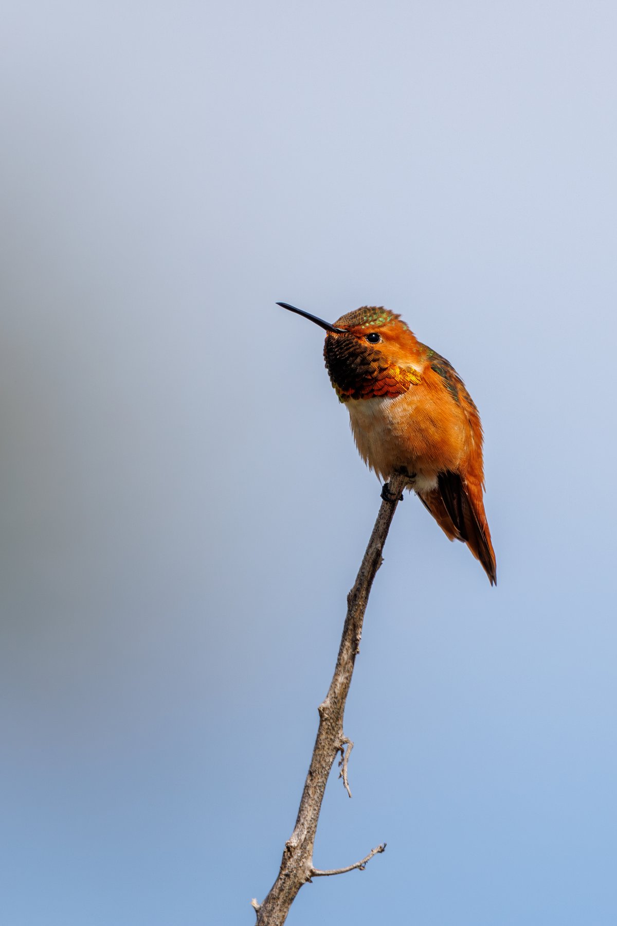 Allen's Hummingbird