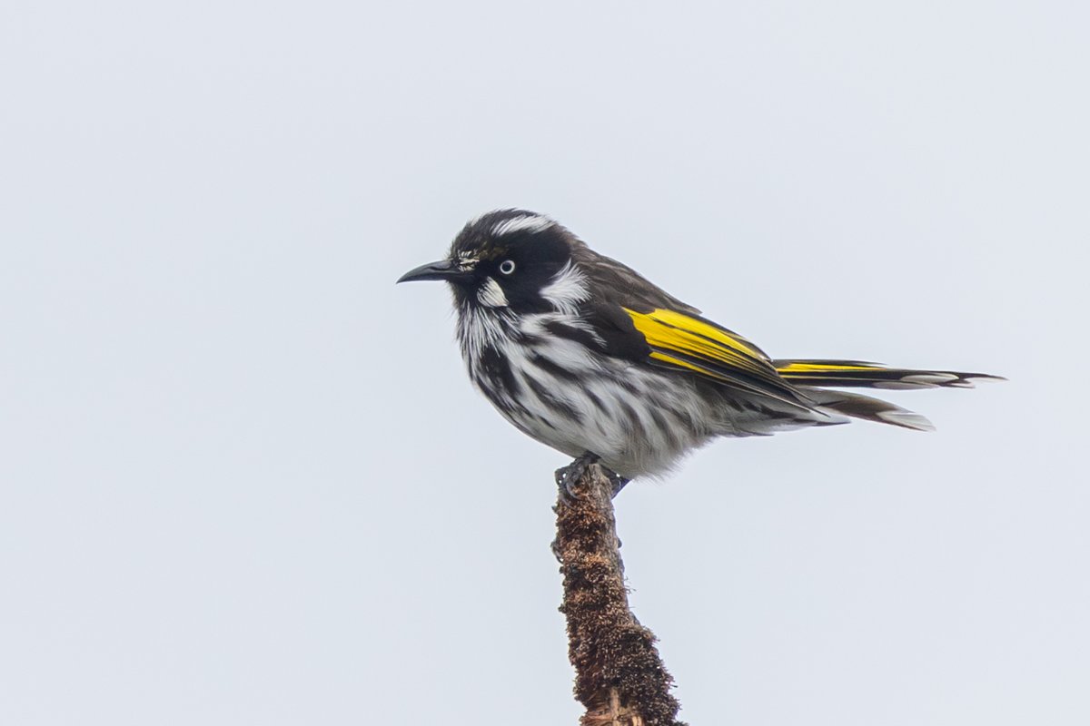 New Holland Honeyeater