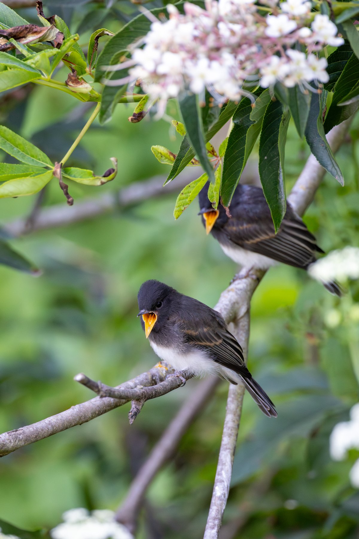 Black Phoebe