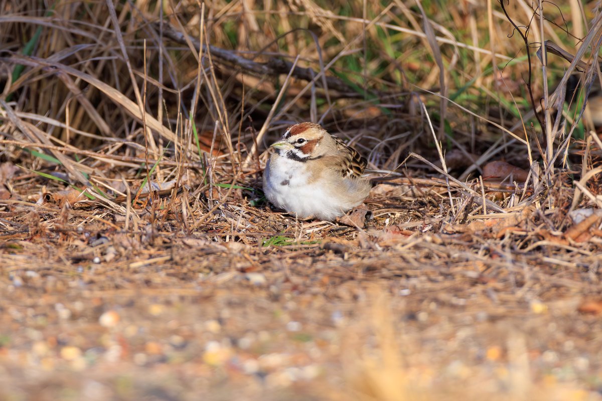 Lark Sparrow