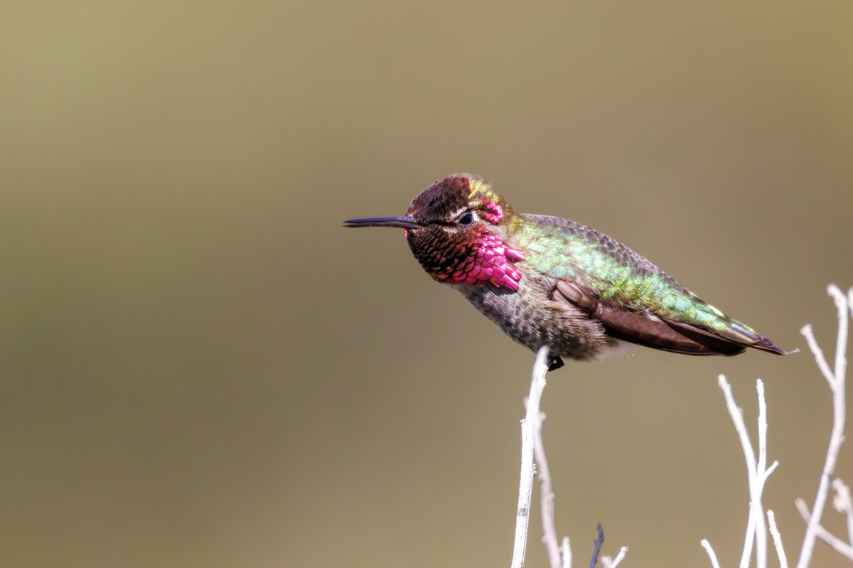 Anna's Hummingbird