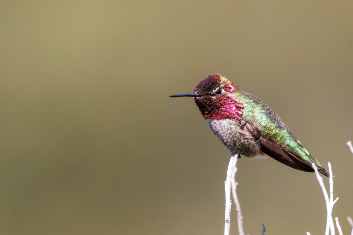 Anna's Hummingbird