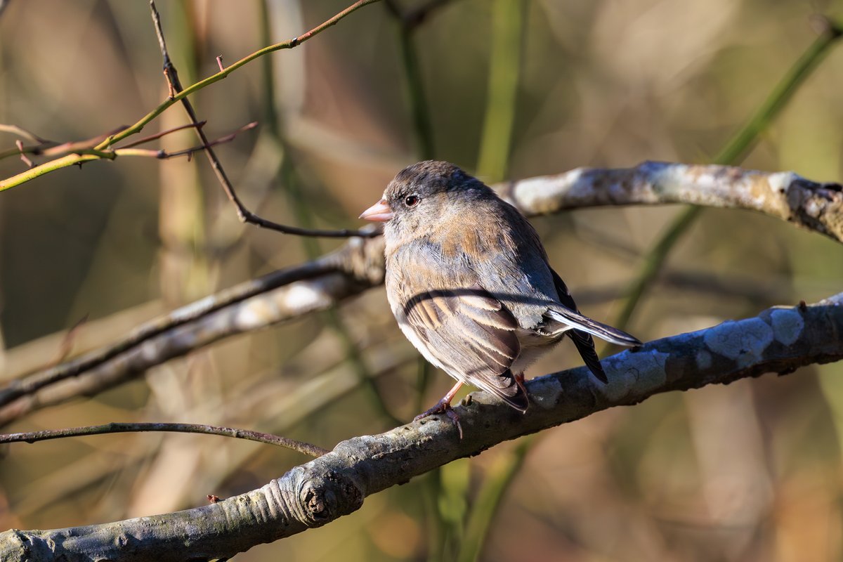 Dark-eyed Junco