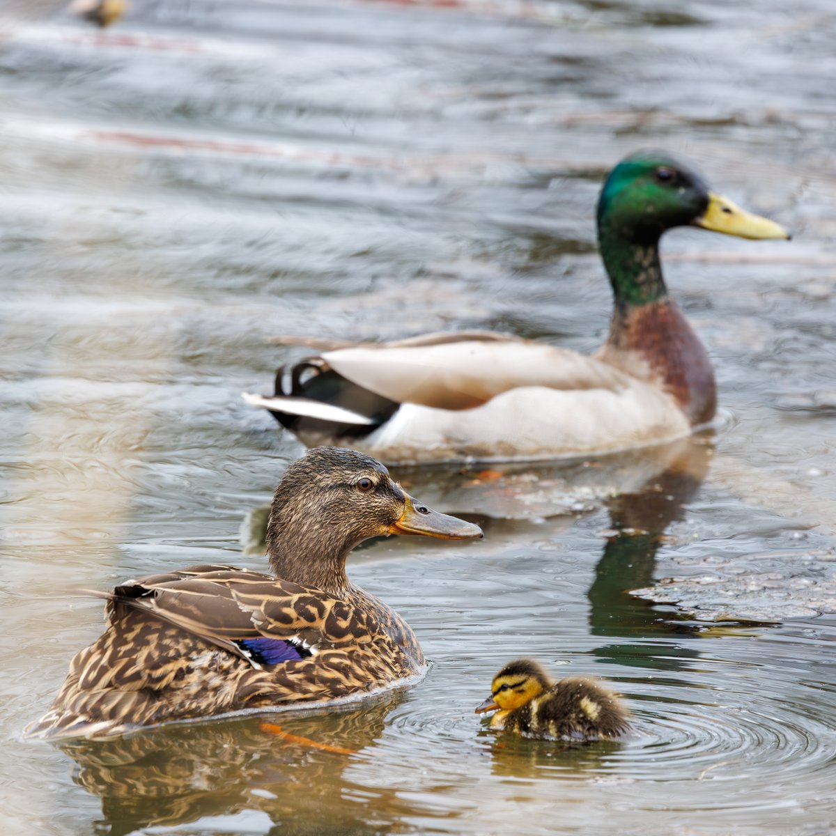 Mallard