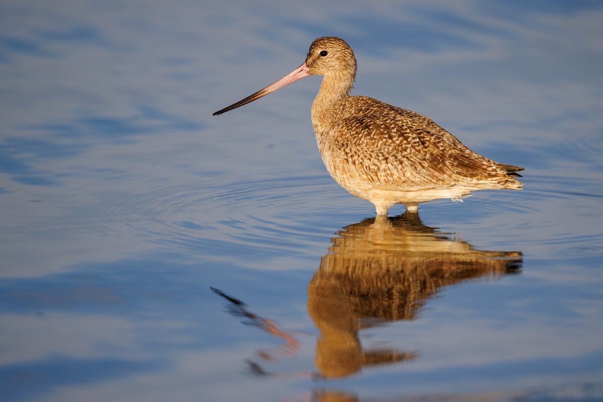 Marbled Godwit