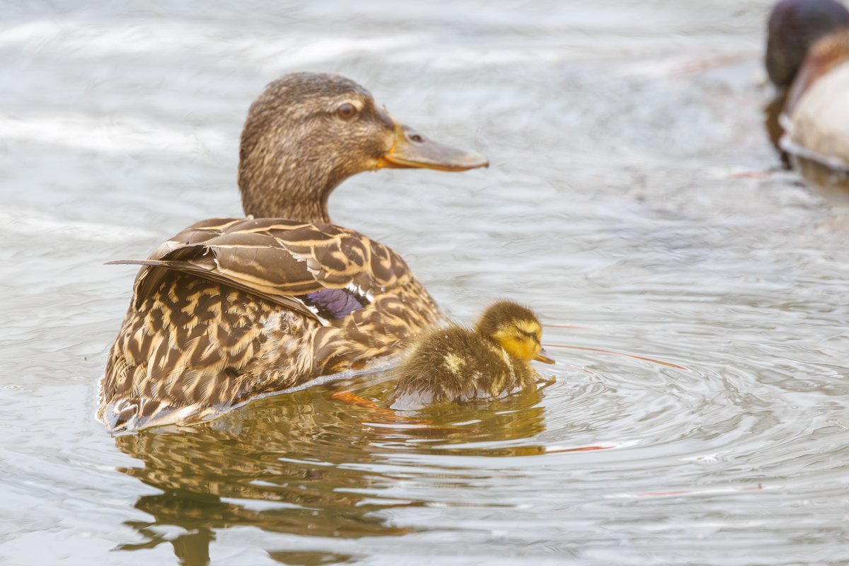 Mallard