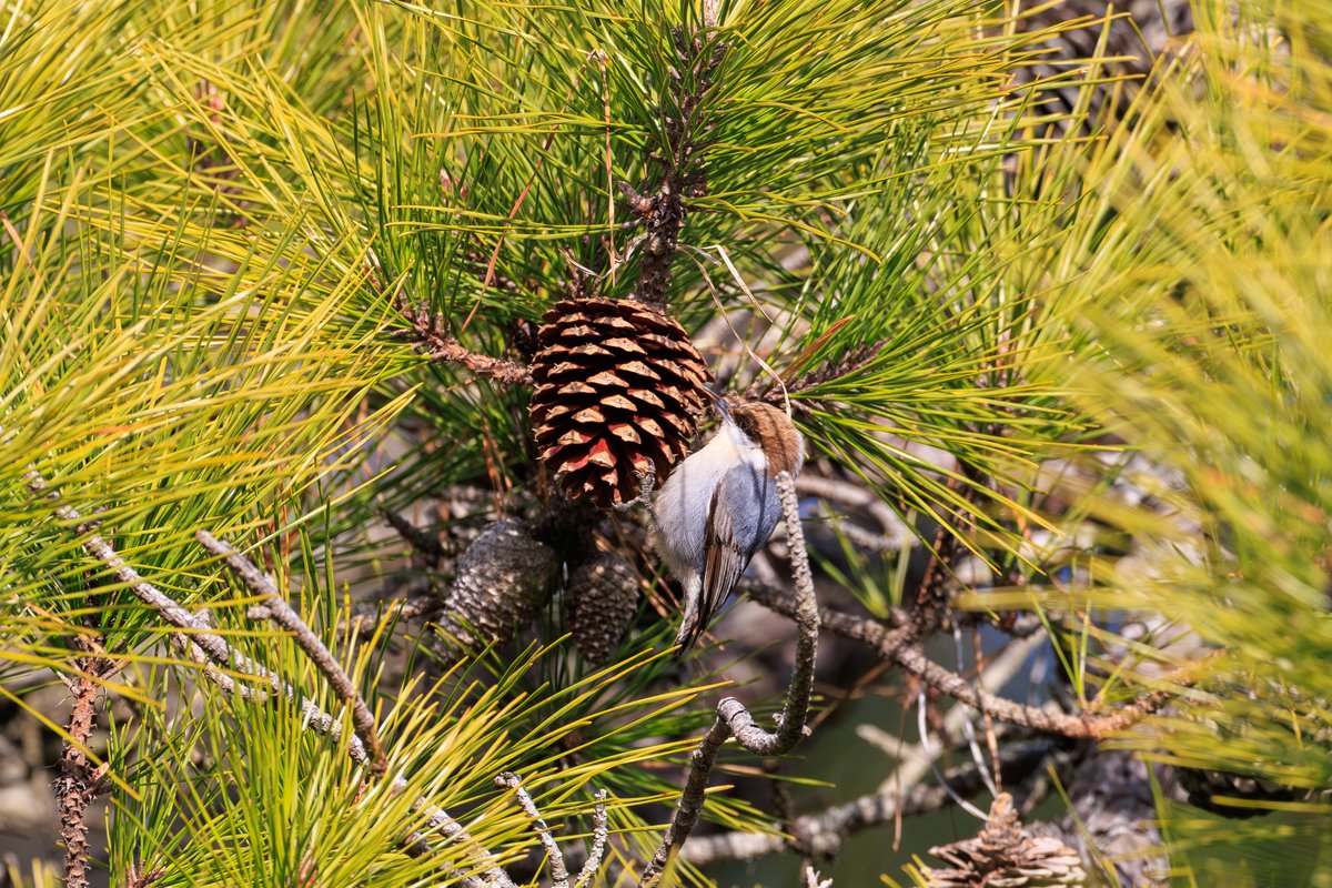 Brown-headed Nuthatch