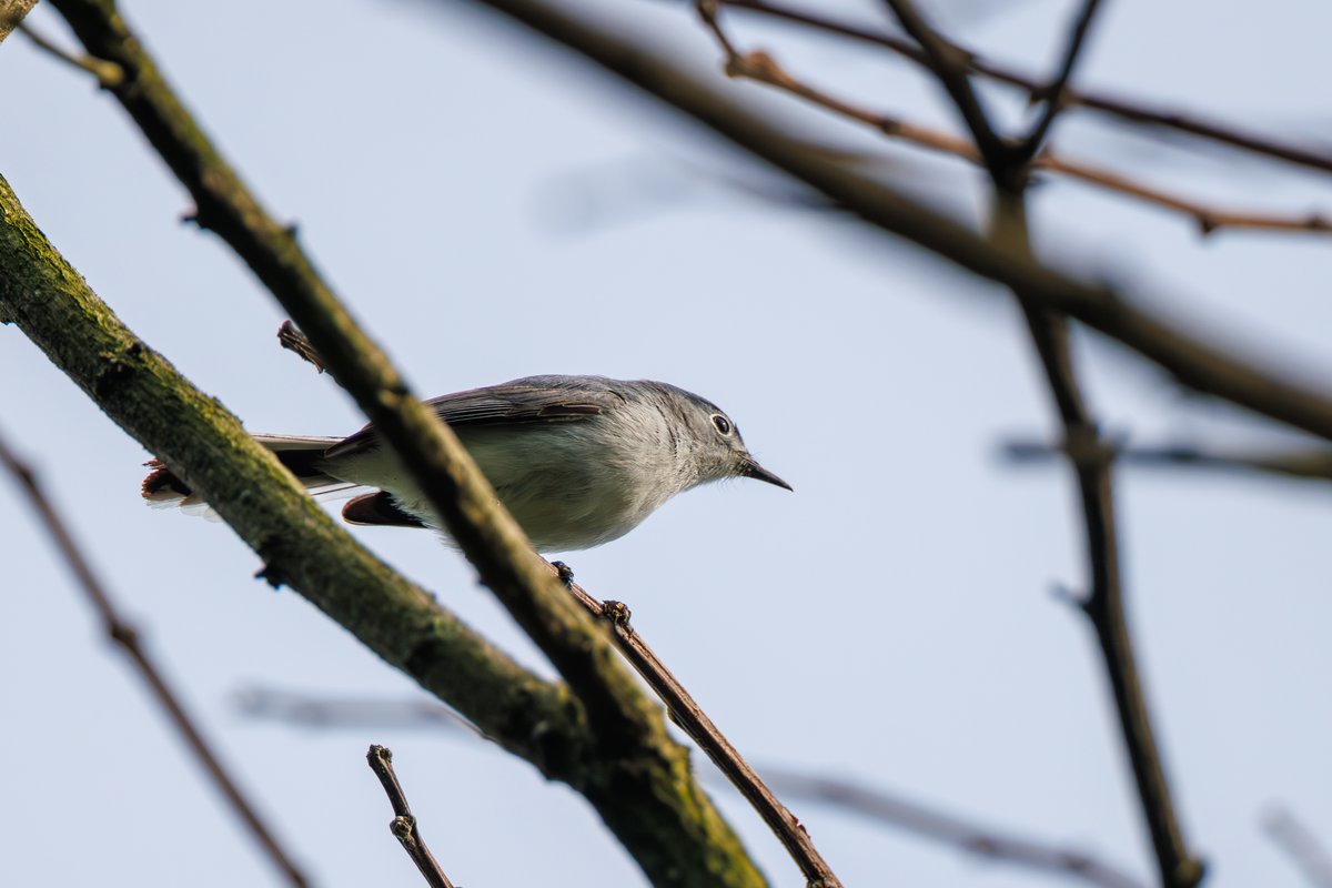 Blue-gray Gnatcatcher