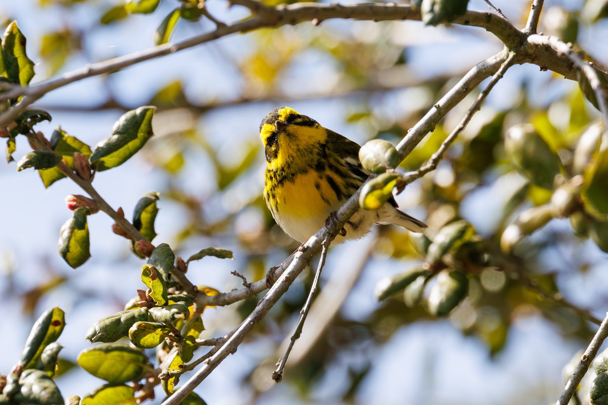 Townsend's Warbler