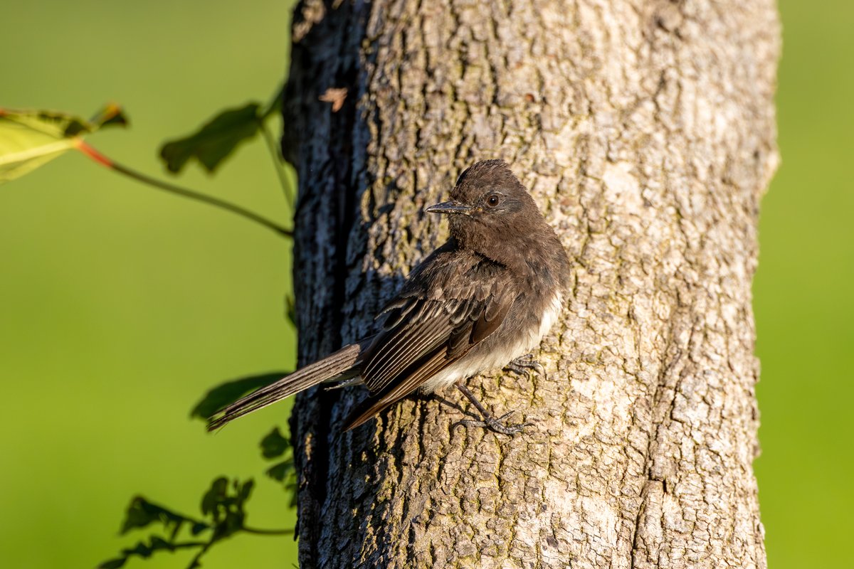 Black Phoebe