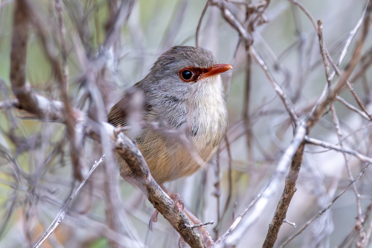 Variegated Fairywren
