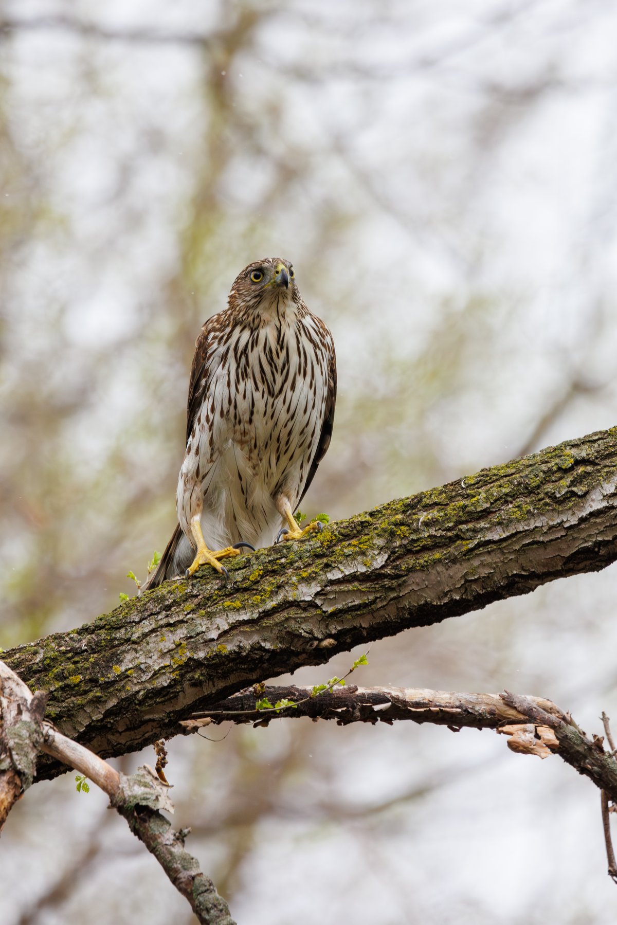 Cooper's Hawk
