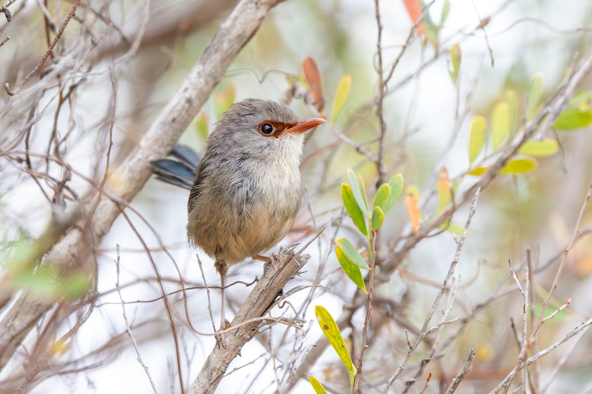Variegated Fairywren