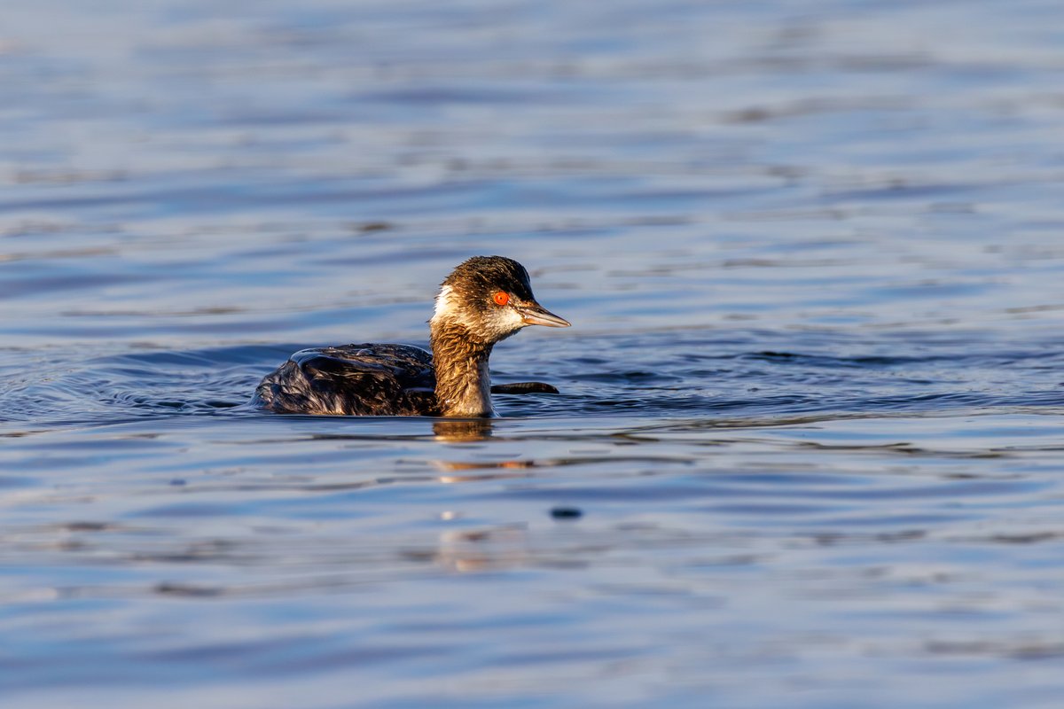 Eared Grebe