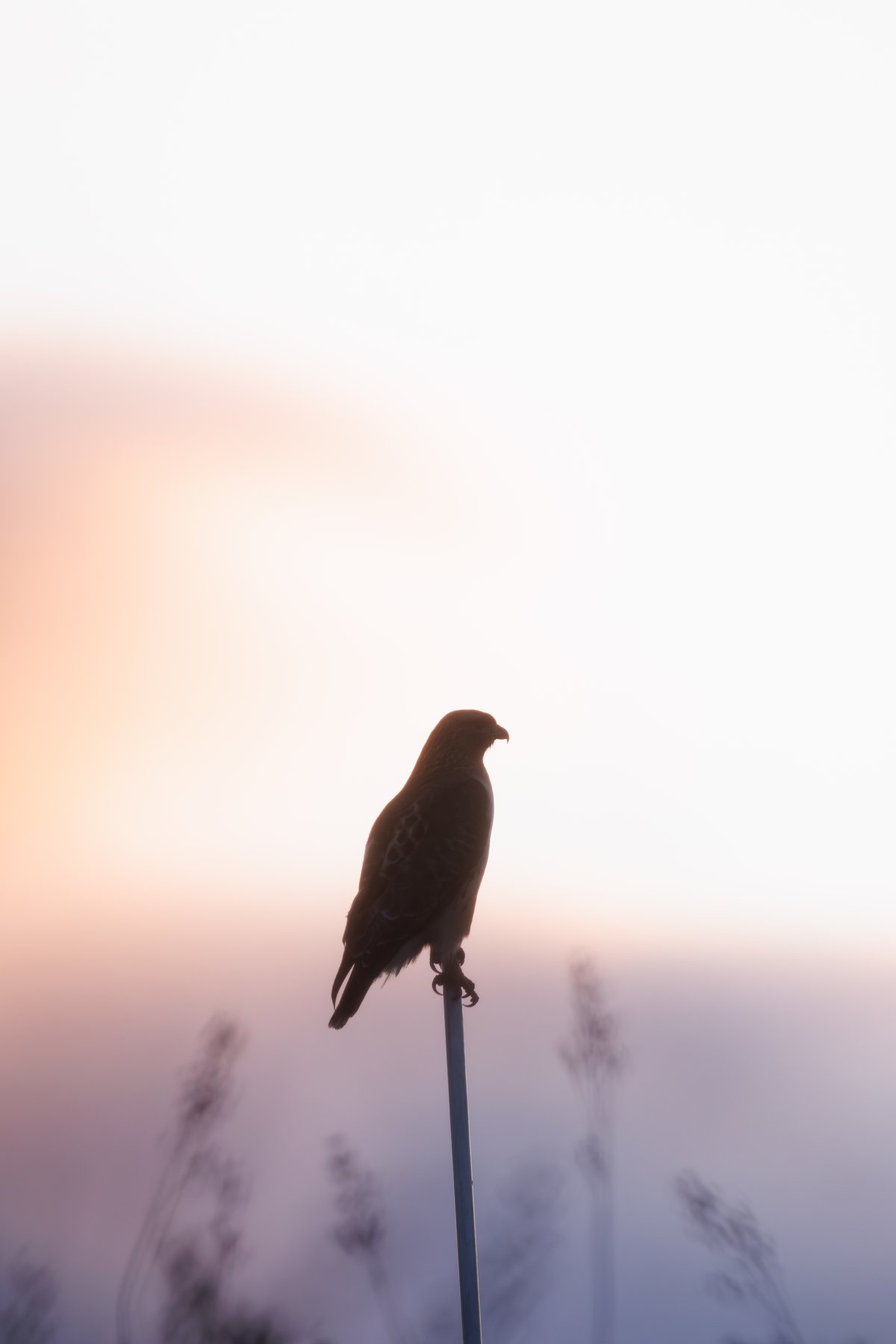 Red-tailed Hawk