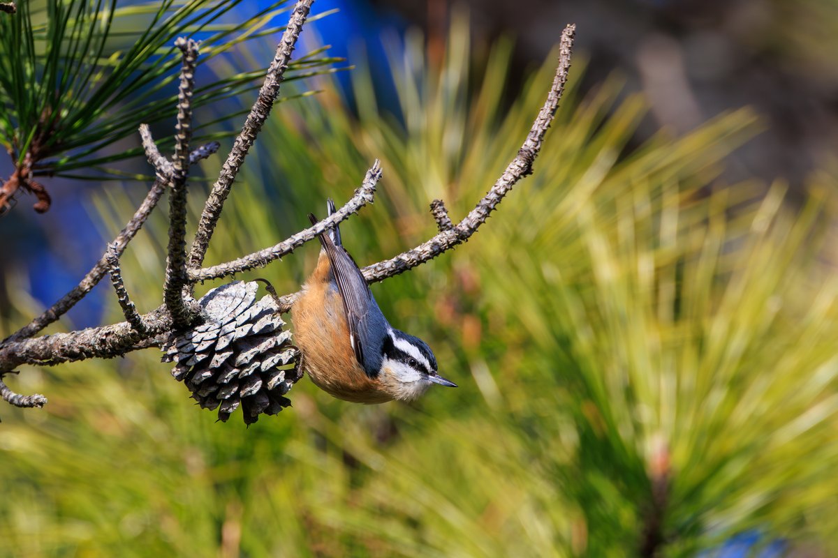 Red-breasted Nuthatch