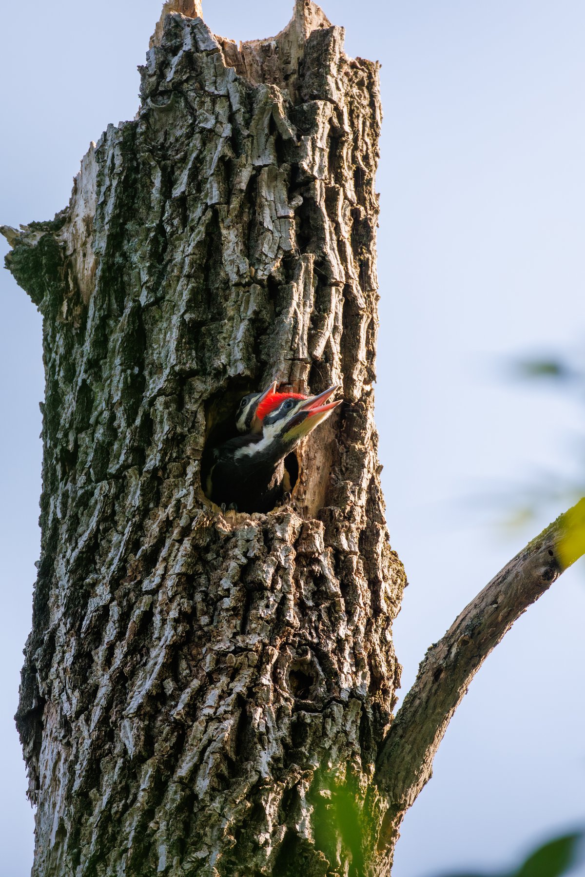 Pileated Woodpecker