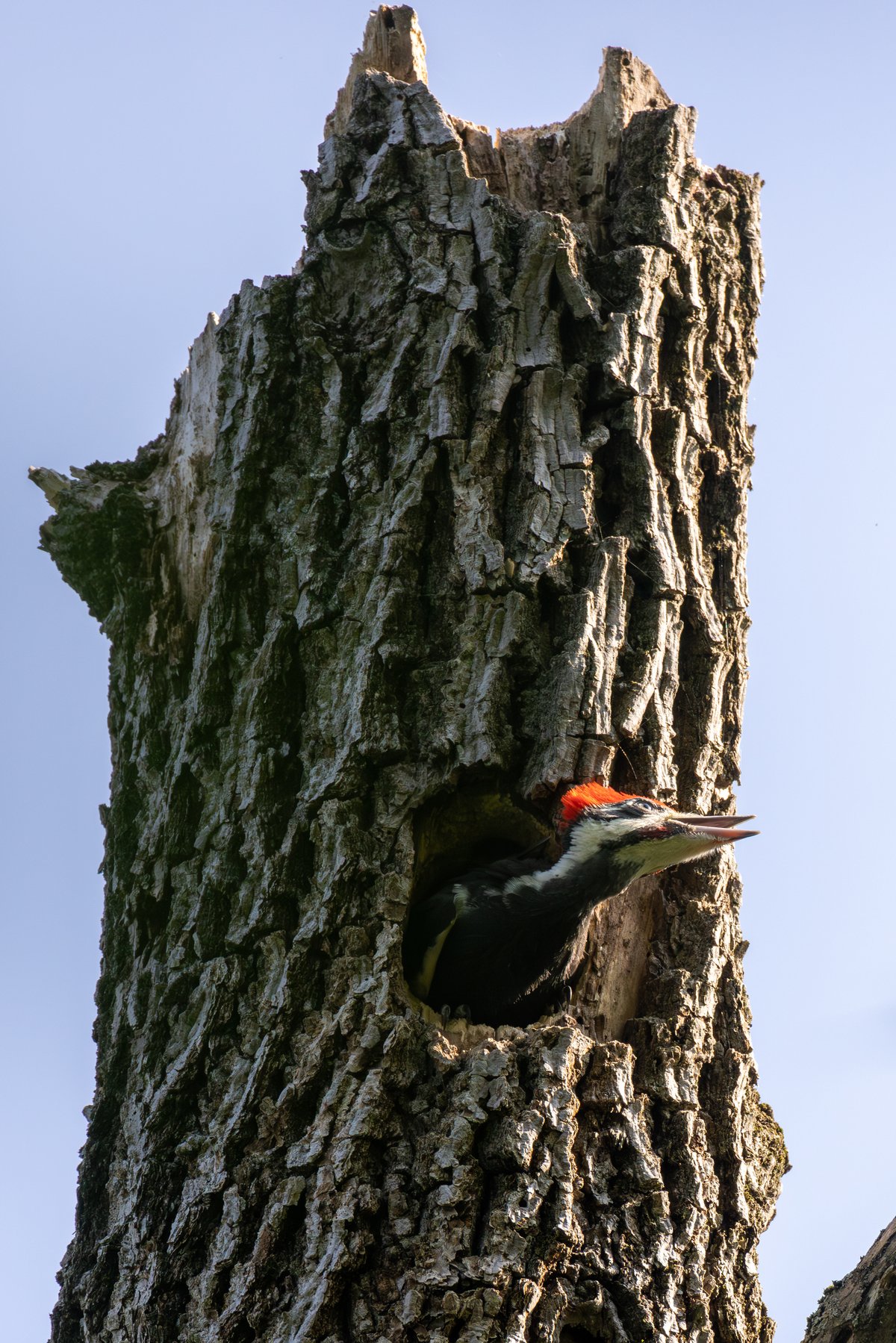 Pileated Woodpecker