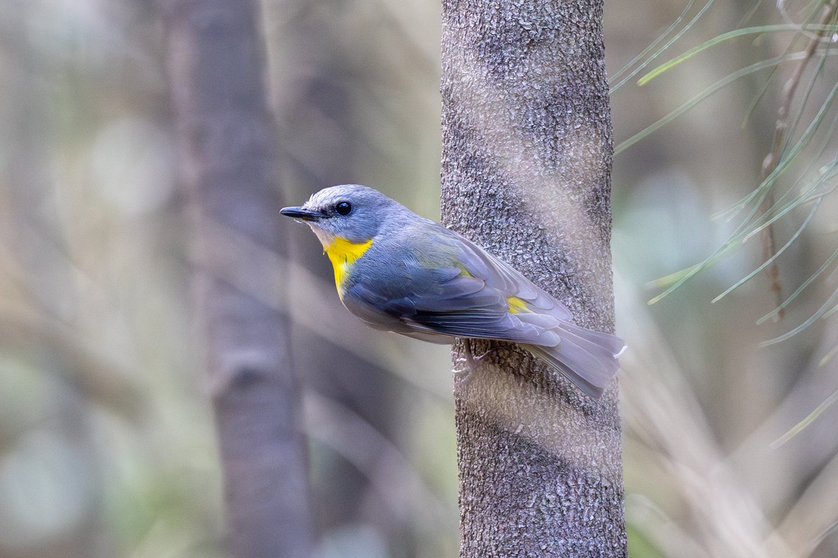 Eastern Yellow Robin