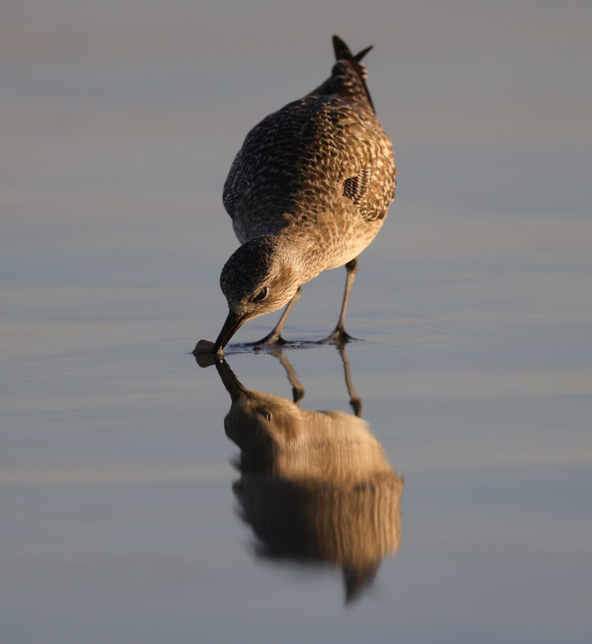 Black-bellied Plover