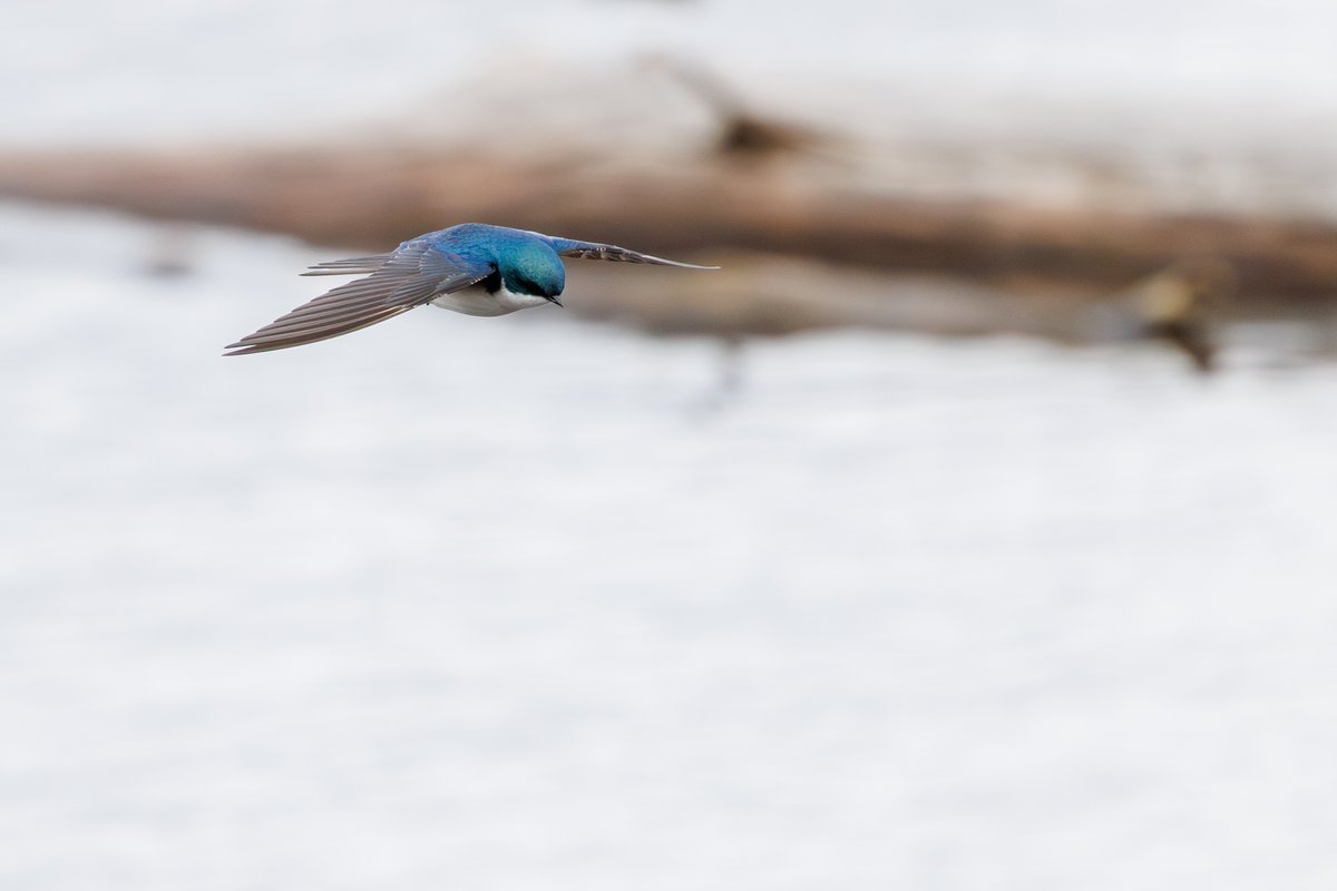 Tree Swallow