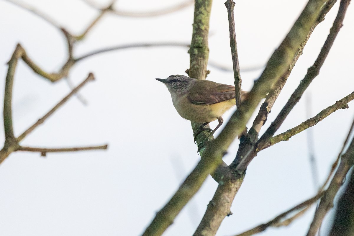 Yellow-rumped Thornbill