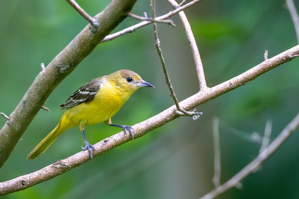 Orchard Oriole