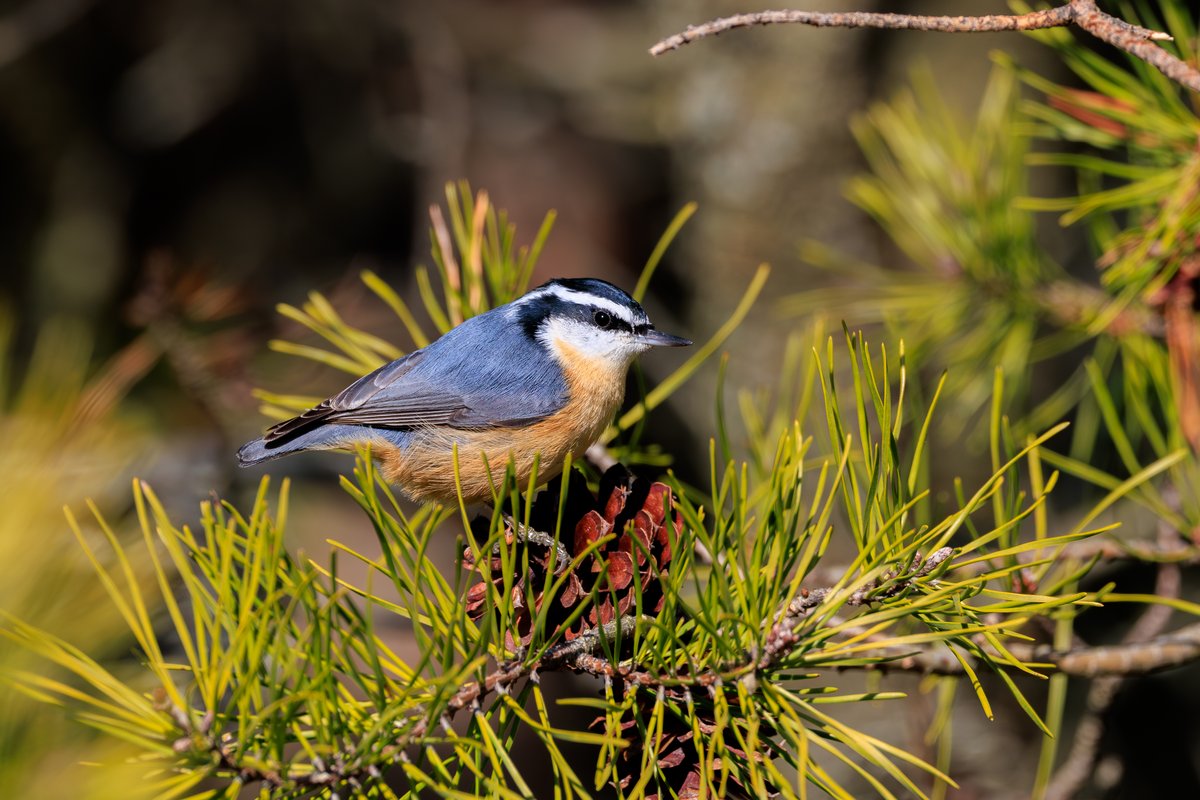 Red-breasted Nuthatch