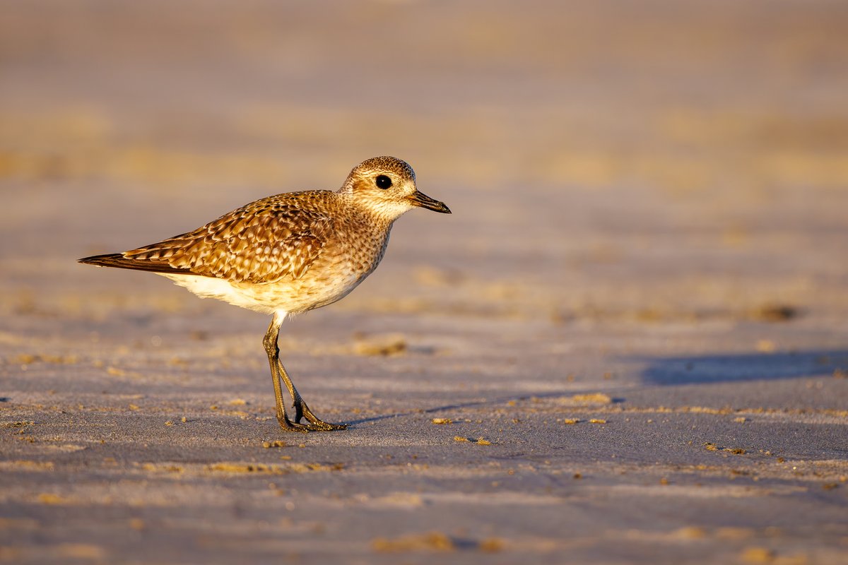 Black-bellied Plover