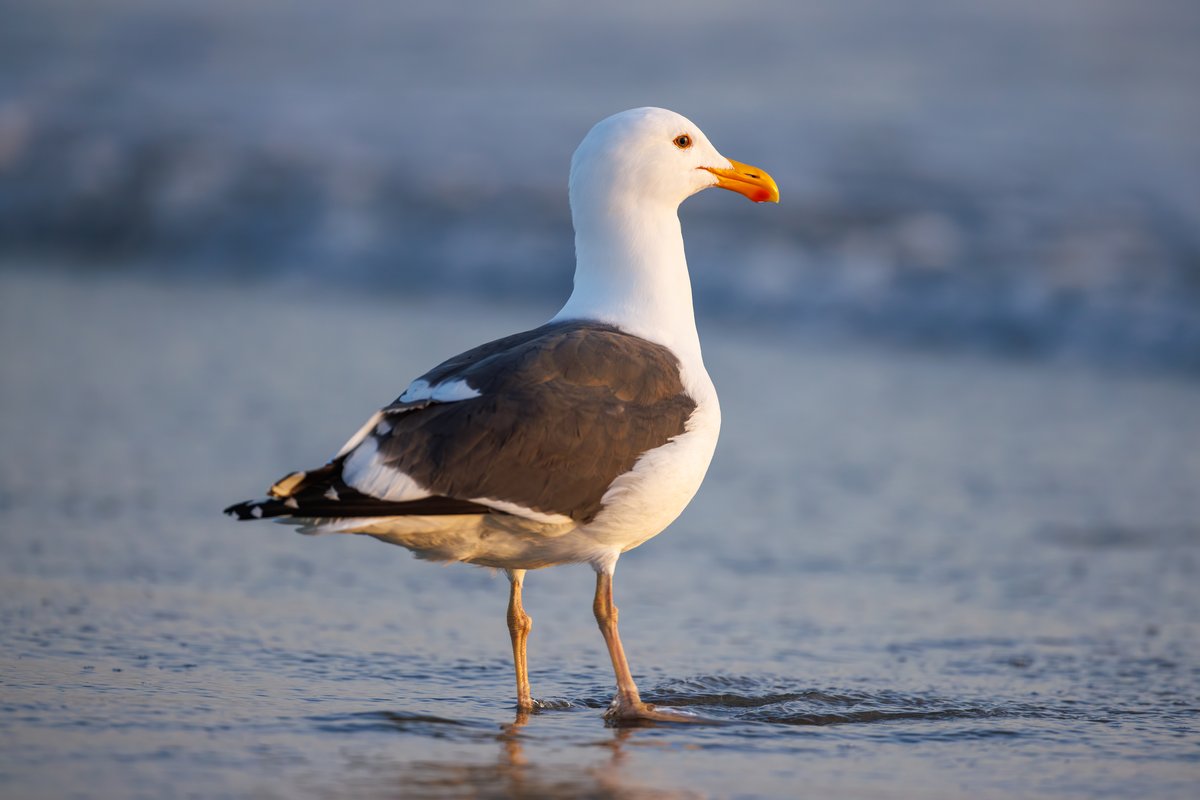 Western Gull