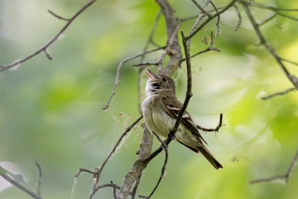Acadian Flycatcher