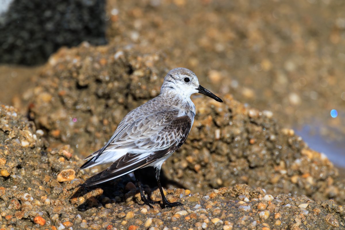 Sanderling