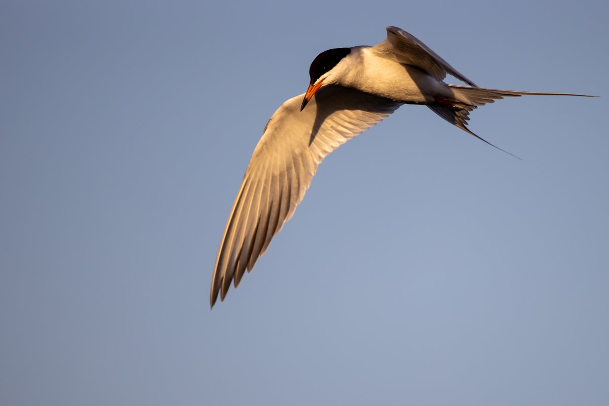 Forster's Tern