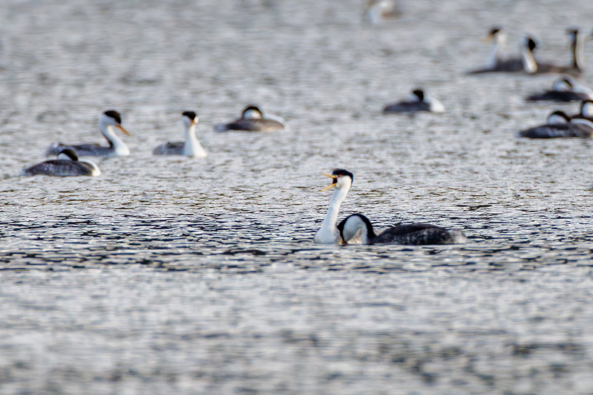 Western Grebe