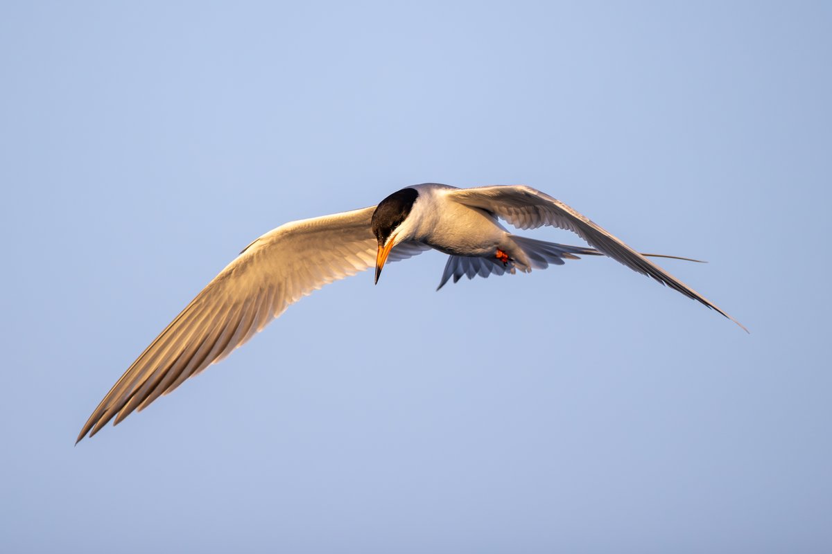 Forster's Tern