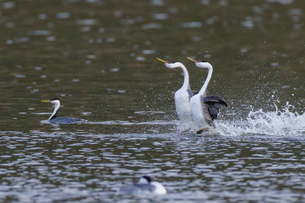 Western Grebe