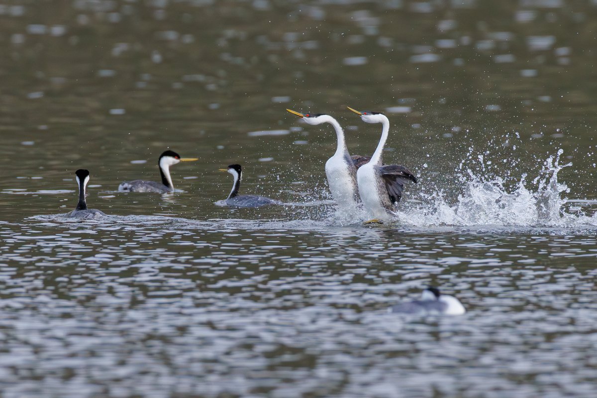 Western Grebe