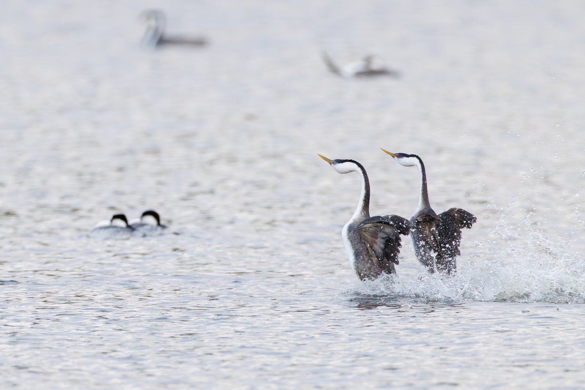 Western Grebe
